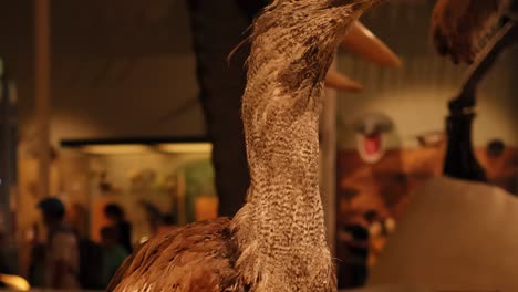 detailed view of a taxidermy bird with intricate feather patterns in a museum setting.