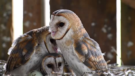 a heartwarming scene of barn owls nesting together, protecting their egg in a cozy environment, emphasizing family bonds and natural instincts in bird behavior