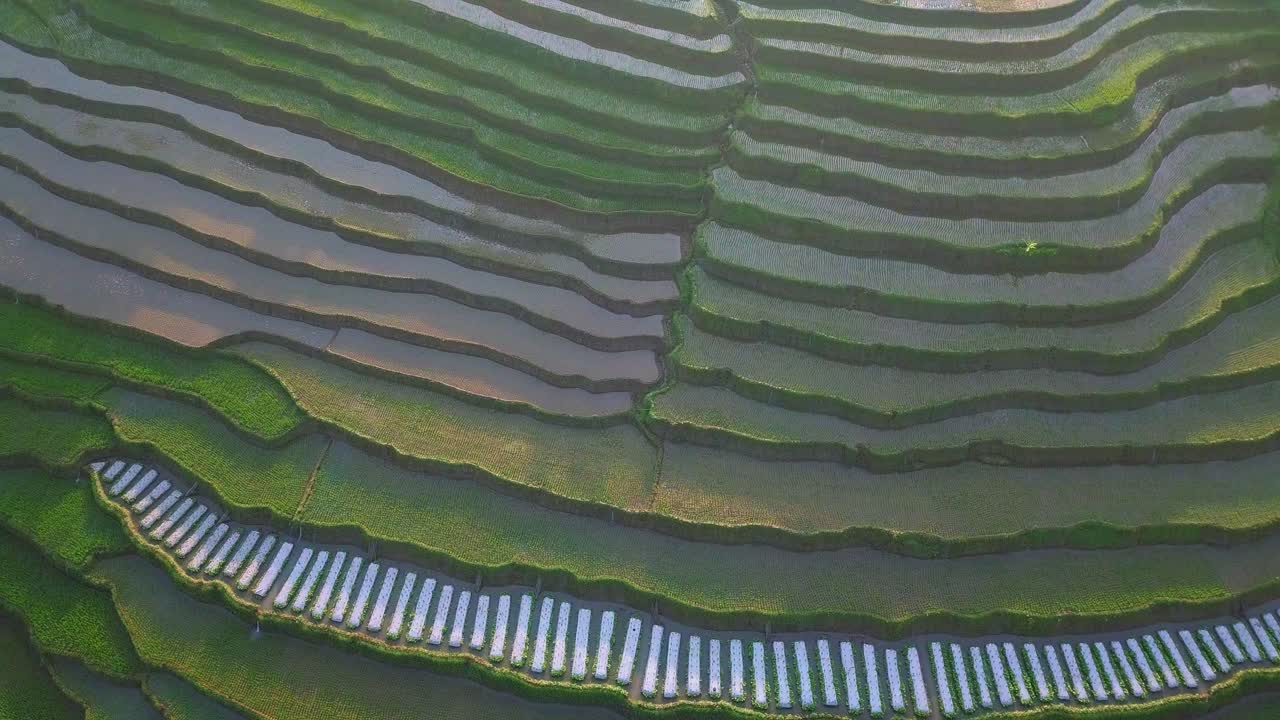 toma aérea de arriba hacia abajo de hermosos campos de arroz verde en terrazas inundados con agua en diferentes colores a la luz del sol