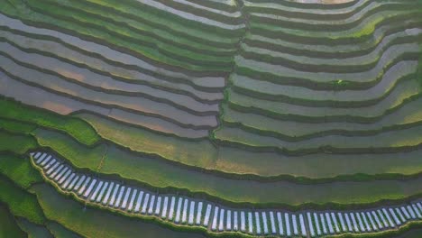 Toma-Aérea-De-Arriba-Hacia-Abajo-De-Hermosos-Campos-De-Arroz-Verde-En-Terrazas-Inundados-Con-Agua-En-Diferentes-Colores-A-La-Luz-Del-Sol