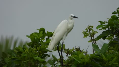 Garceta-Blanca-En-El-árbol--viento