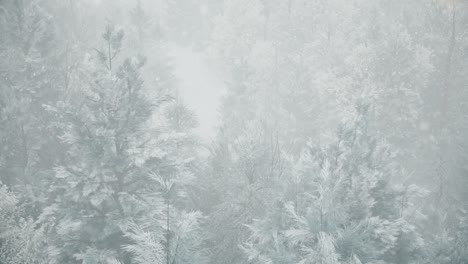 winter snowfall in the forest, gentle lovely snowy christmas morning with falling snow. winter landscape. christmas background. snow covered trees. fog. ultra realistic 3d seamless loop animation