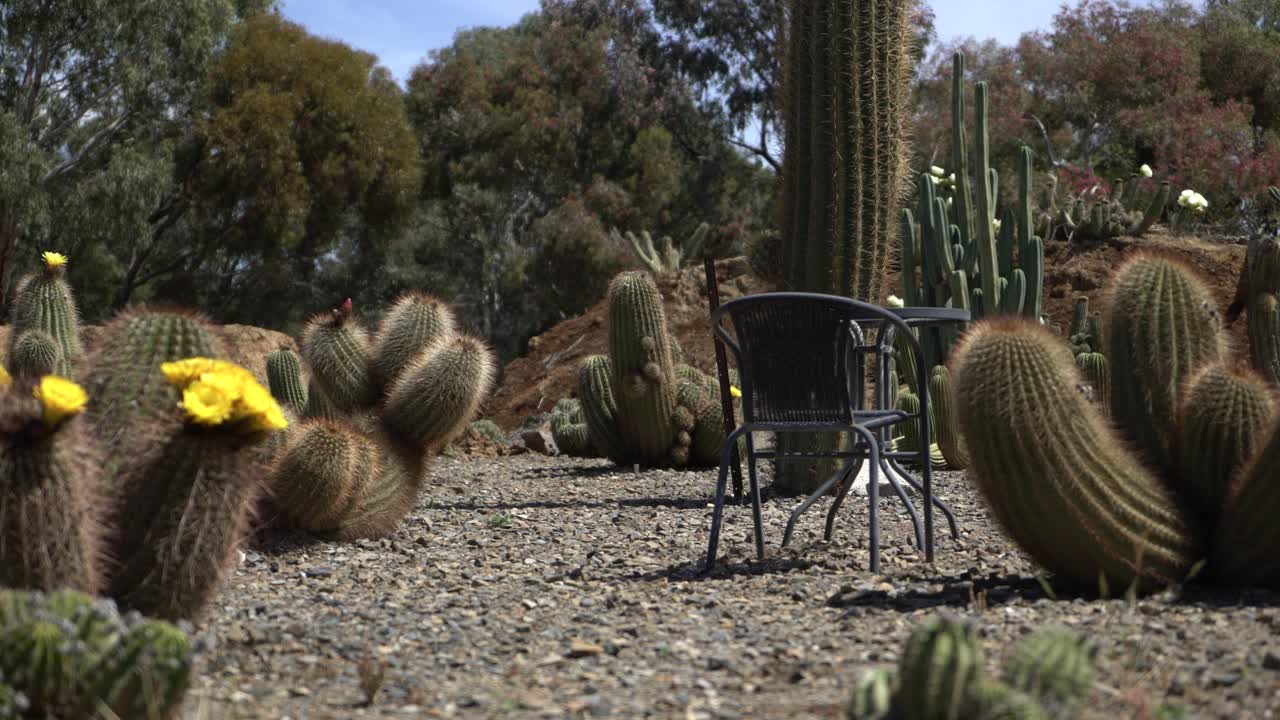 Cactus con sedia e tavolo, panoramica a destra