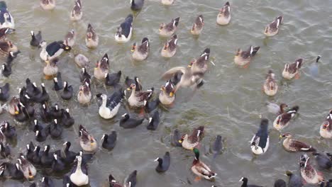 Vea-Patos-De-Pico,-Fochas-Comunes,-Patos-De-Peine,-Patos-De-Cáscara,-Patos-De-ánade-Real-Todas-Las-Especies-De-Patos-Juntos-Que-Tienen-Granos-Y-Alimentos-En-El-Lago-Cerca-De-La-Orilla-De-Un-Lago-En-India-I-Especies-De-Patos-En-El-Lago-Almacen-De-Video