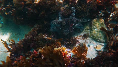 common sydney octopus clinging on corals under the sea in australia