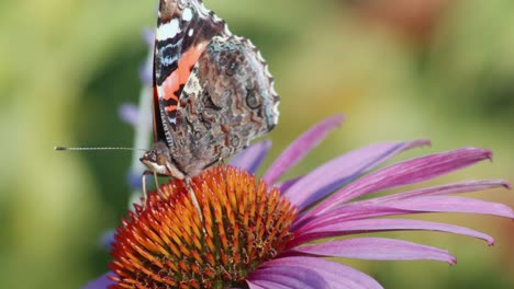 dama americana mariposa en flor de equinácea contra fondo borroso