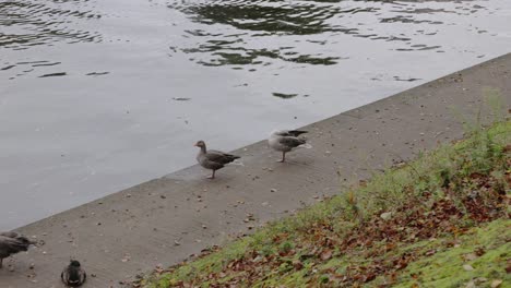 hand-held shot of ducks walking along the side of the river in york