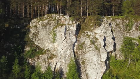 rocky cliff face in a pine forest