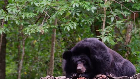 malayan sun bear about to fall asleep, helarctos malayanus