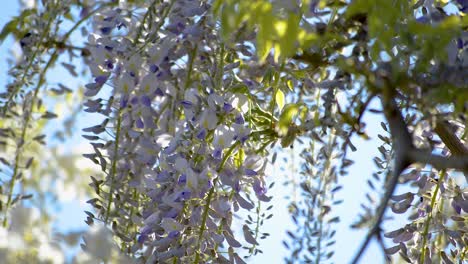 Branches of purple flowers of wisteria tree hanging in a gentle breeze while busy insects are flying around and pollinating them