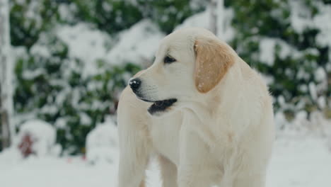 Porträt-Eines-Golden-Retrievers-In-Einem-Verschneiten-Hinterhof-Zu-Hause