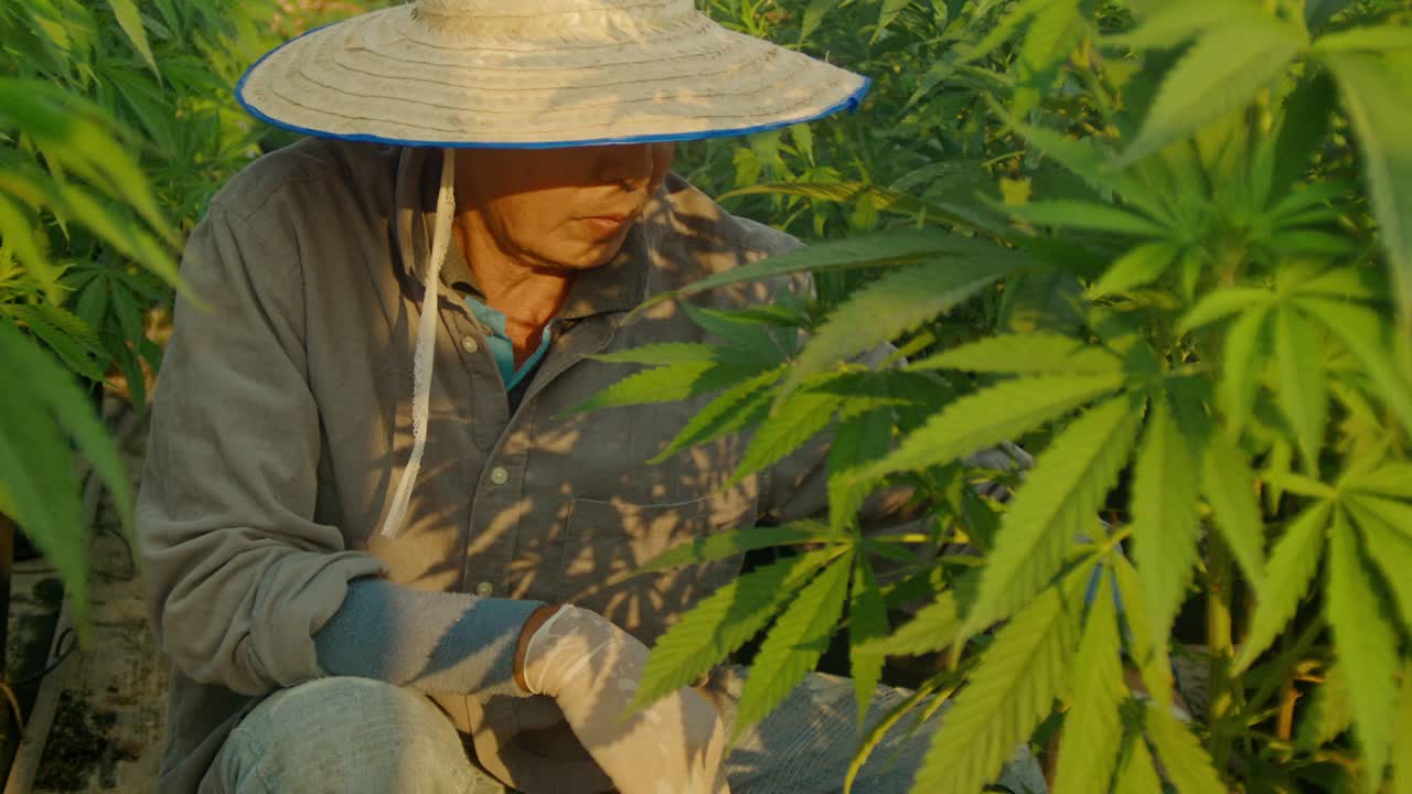 Farmer tending to cannabis plants