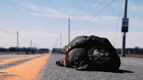 large snapping turtle on a road