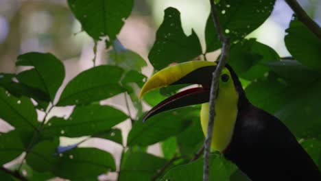 栗子下颌图坎 (chestnut mandibular toucan) 动物的行为是打开大嘴并产生声音