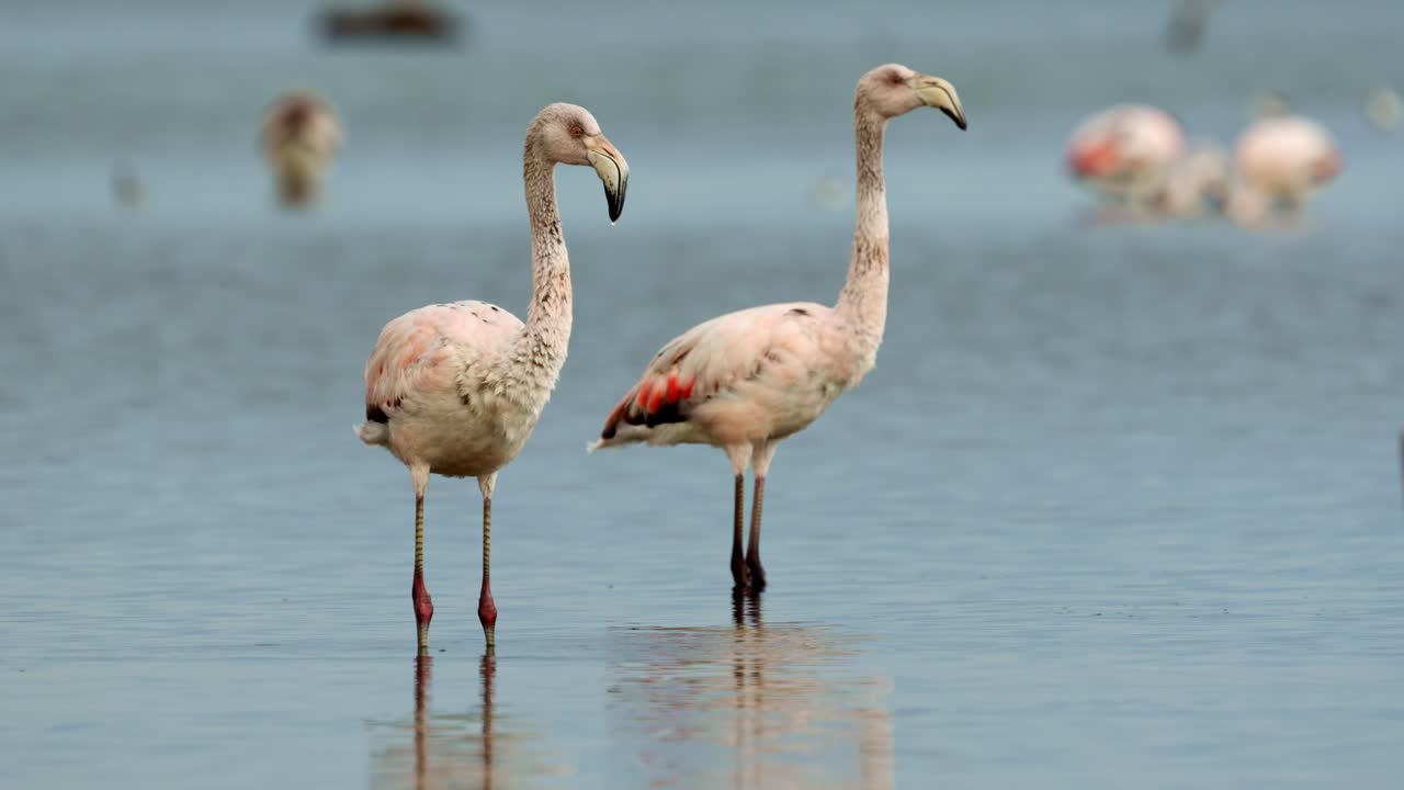 группа фламинго в спокойном озере с утренним светом