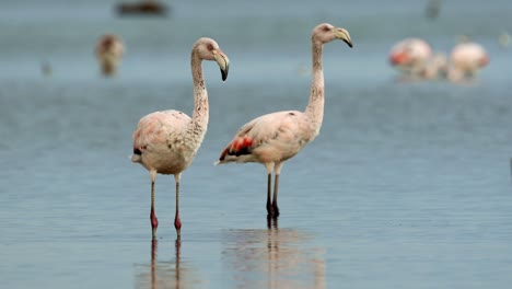 Grupo-De-Flamencos-En-Un-Lago-Tranquilo-Con-Luz-Matutina