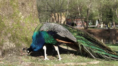 peacock with multi-colored feathers and long tail eating grass on quiet park with calm canal water and old trees