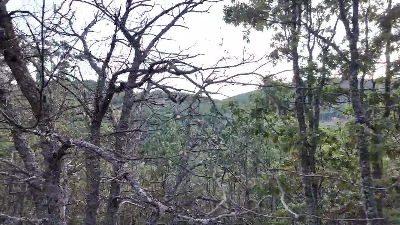 Ripresa in soggettiva che si muove attraverso una fitta foresta selvaggia con querce nodose e fogliame verde