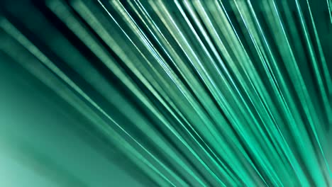 vector 3d palm leaf in relaxing animation loop background