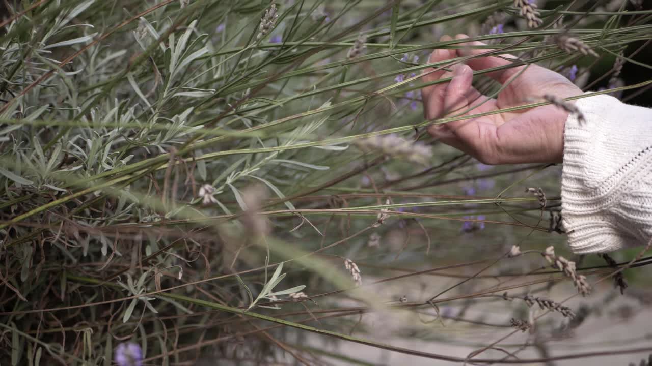 manos tocando flores de lavanda plano medio