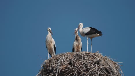 Eine-Storchenfamilie-Im-Nest-Im-Berühmten-Storchendorf-Ruhestadt