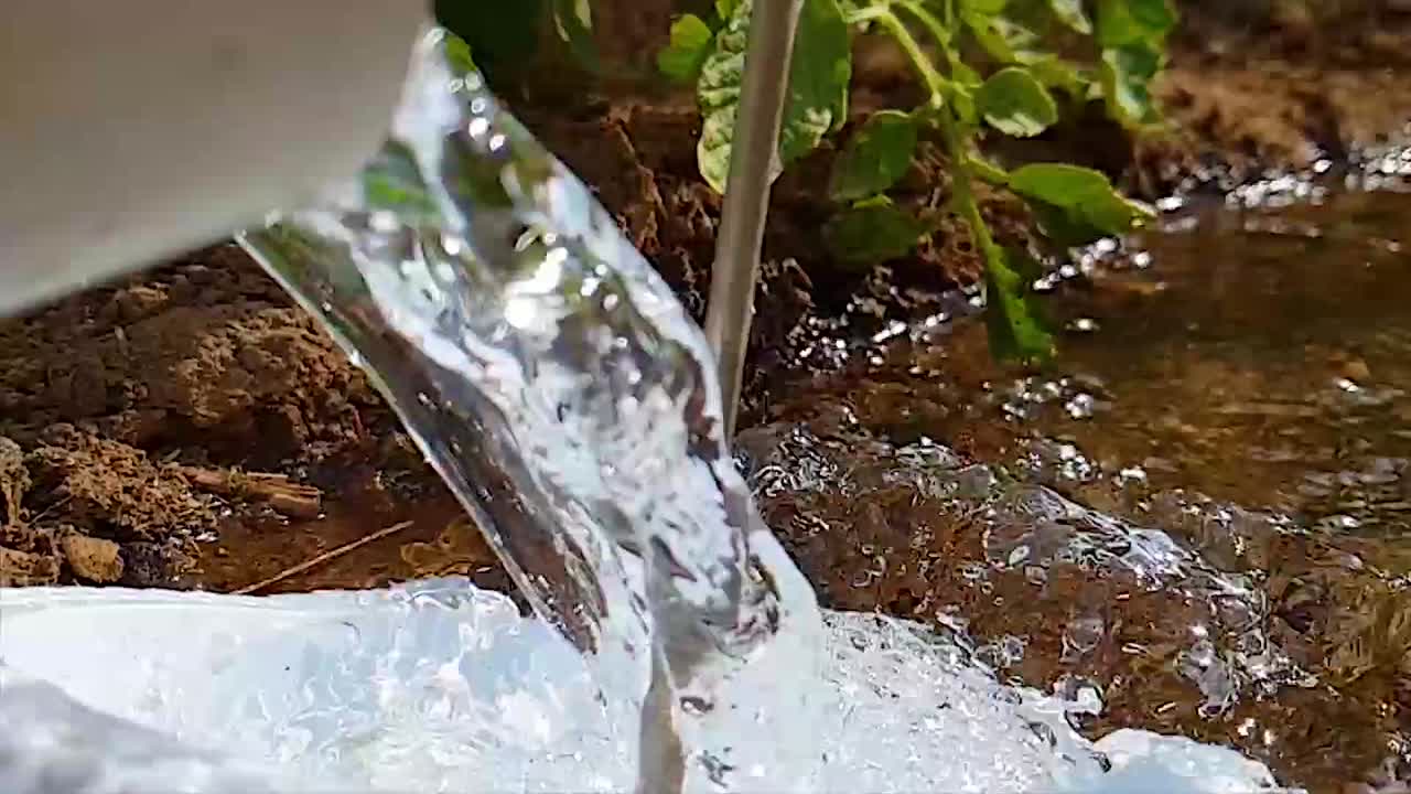 Água corrente no jardim. Regando uma árvore no jardim.