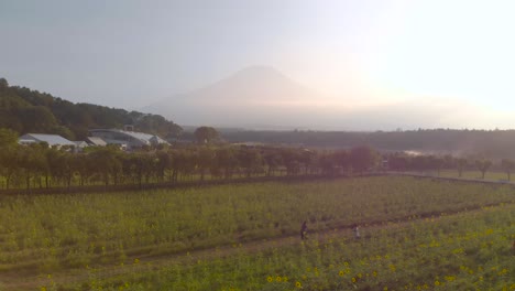 fast rising aerial drone over sunflower fields with silhouette of mount fuji in distance at sunset and people