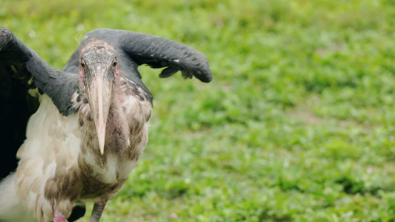 Marabou Stork in Grassy Environment
