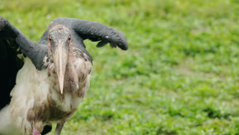 marabou stork in grassy environment