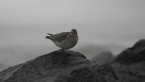 este clip presenta un sandpiper de madera que soporta el clima tormentoso en las rocas del rompeolas con olas en el fondo