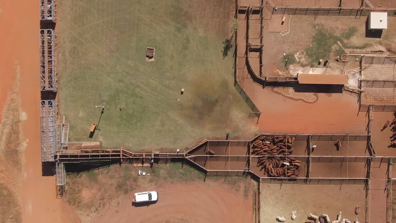 아시아, 중동 및 유럽으로 수입하기 위해 트럭과 선박으로 가축 가축을 해외로 운송하기 위해 준비하는 거대한 공장 농장.