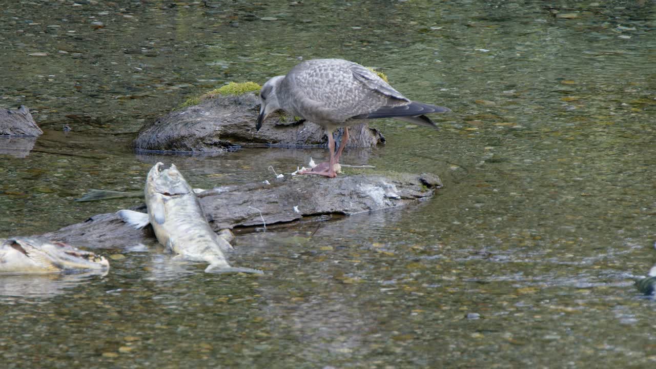 la gaviota de arenque juvenil pica la carcasa de salmón en desove en el arroyo