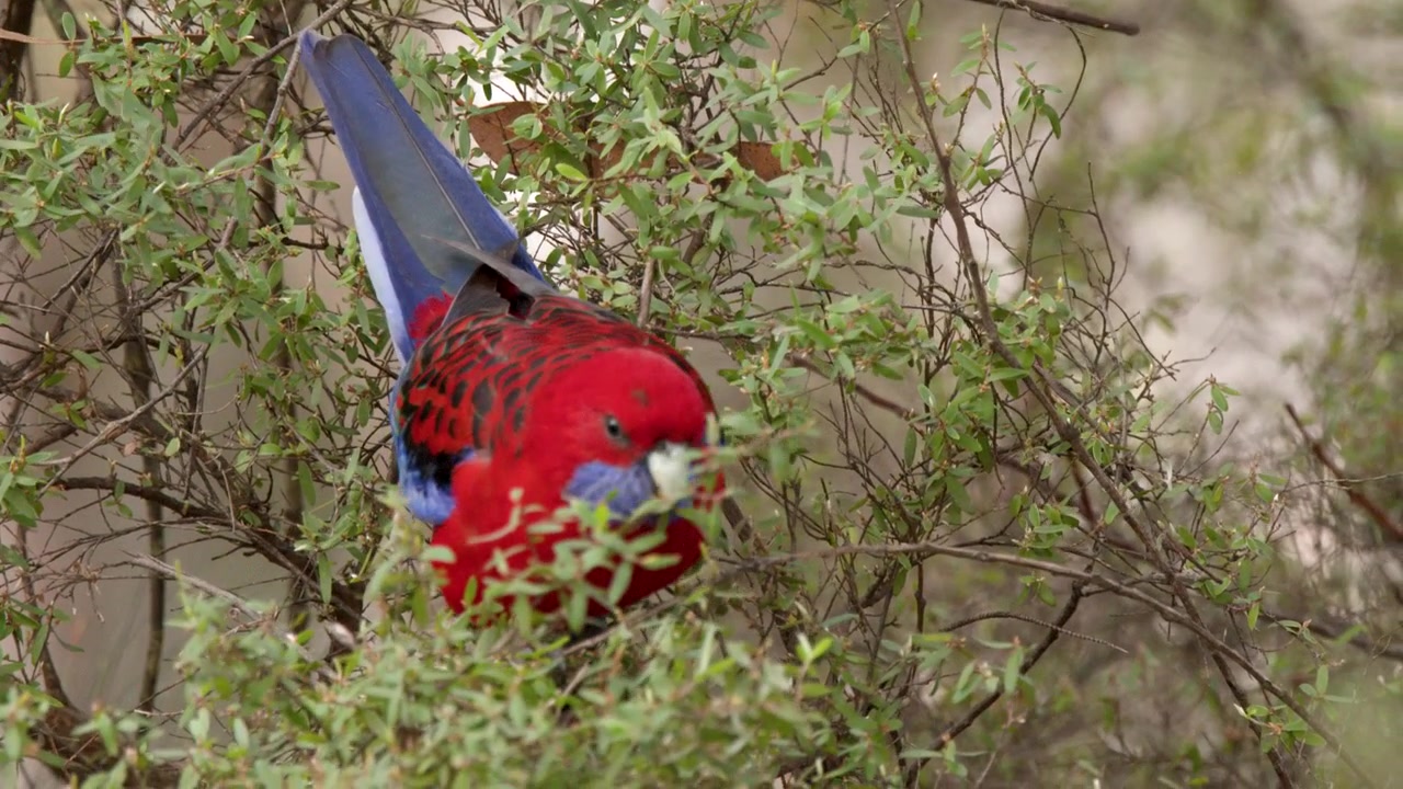 A vibrant crimson rosella parrot feeds on seeds within a green bush in Australia.