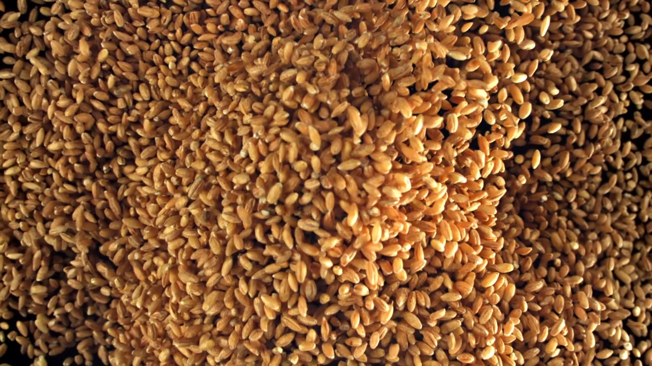 Chicchi di grano dorati che cadono al rallentatore.