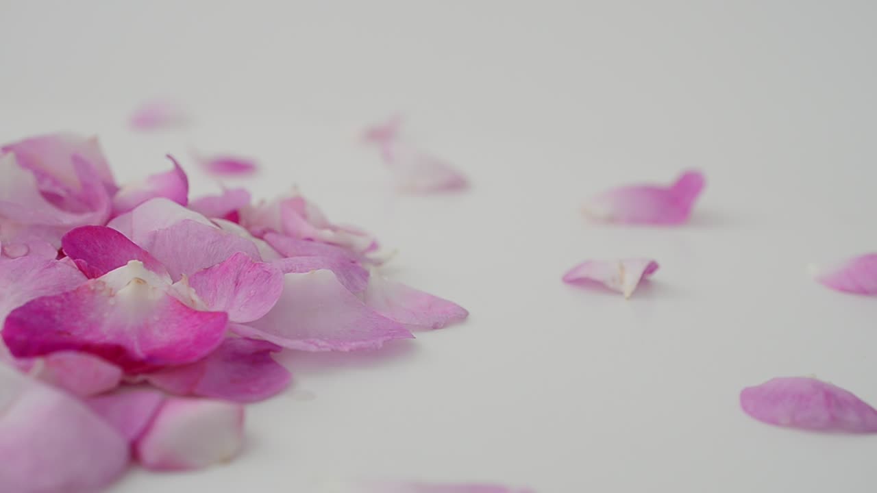 Rosa-chá em fundo branco. Fotografia em movimento.