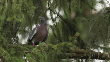 common wood pigeon standing on a branch attentively looking around observing the surrounding and winking in a pine tree framed by pine tree twigs and greenery around