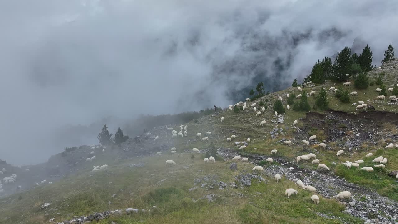 Dronekredsning omkring en flok får på en alpeeng i Theth, Albanien, med en snoet sti gennem dalen, mens skyerne lægger sig.