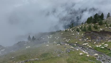 drone orbit around flock herd of sheep in alpine meadow in theth, albania, winding trail through the valley as clouds settle