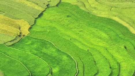 aerial view of rice terraces field in mu cang chai, vietnam