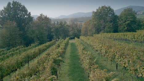 lombardy countryside in autumn with rows of grapes ready for harvest