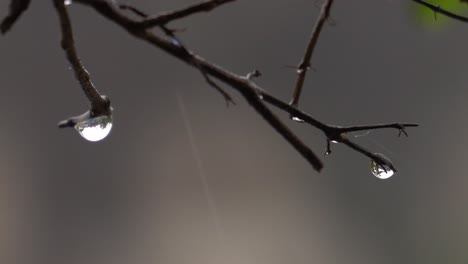 Close-up-of-raindrops-and-one-falling-off-of-a-branch-on-a-rainy-day