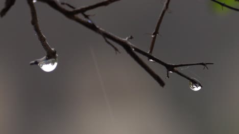 close up of raindrops and one falling off of a branch on a rainy day