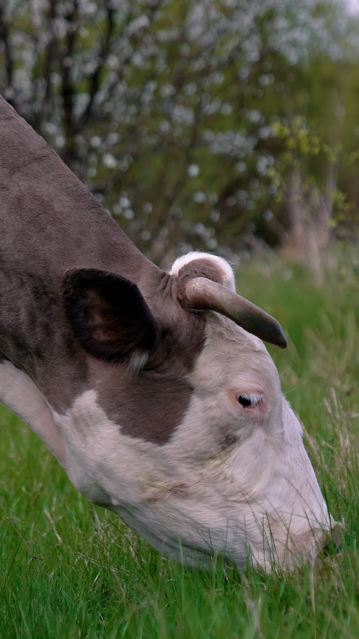 Cow grazing on a meadow. Cattle standing in a green field Vertical video