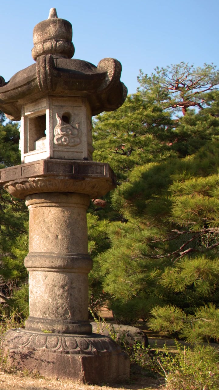 En toro-stenlanterne står foran frodige fyrretræer i Shinjuku Gyoen, Tokyo, Japan.