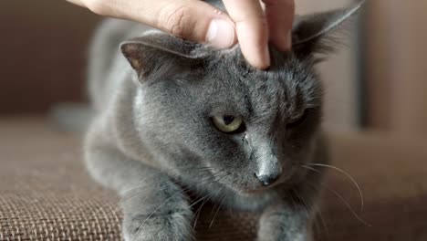 man caressing his cat