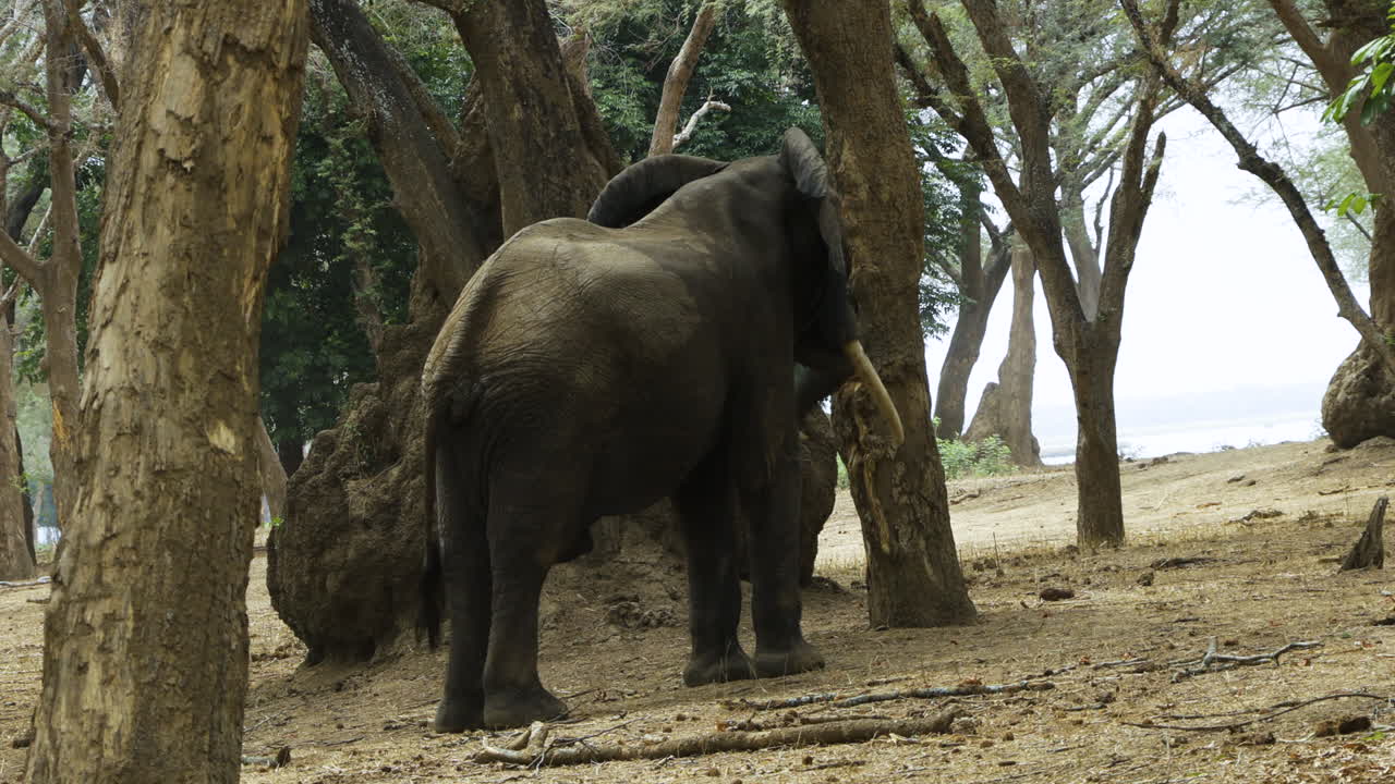 poderoso toro elefante sacudiendo un viejo árbol con su lóbulo