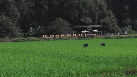 farmers cultivating rice in a green field