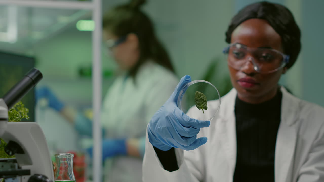 Close up of african scientist looking at petri dish with green leaf