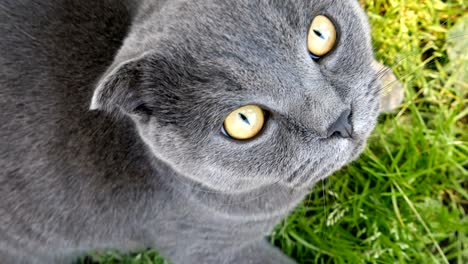 cat laying on the grass and looking at the camera