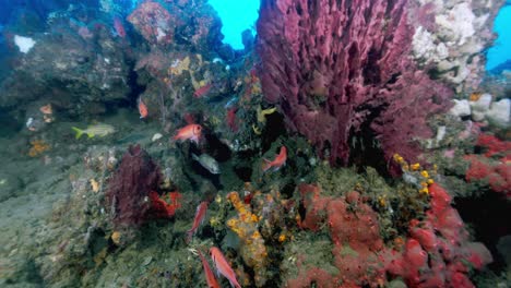 escuela de peces nadando por encima del fondo del mar en busca de algo de comida para comer